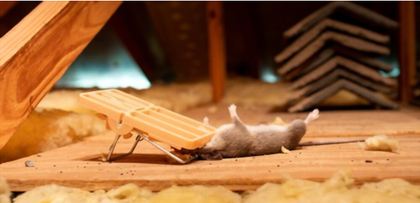 Best Pest Control and Dead Animal Removal Service in Melbourne