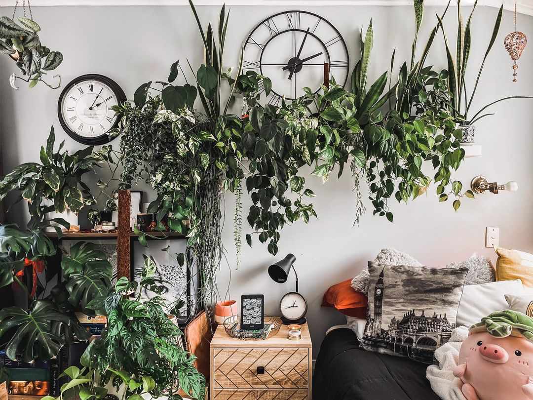 Which Plant Is Right For Your Home Decor?