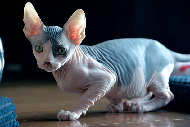 What is a Sphynx Cat?
