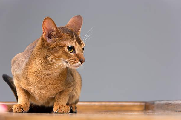 What are Abyssinian Cats?