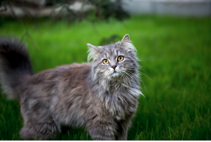 KITTENS – MOST COMMON CAT BREEDS