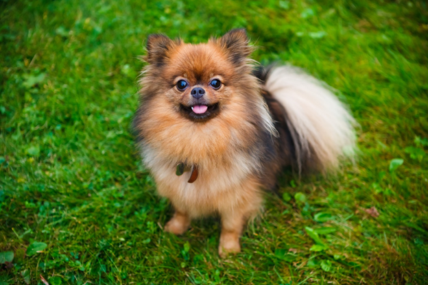 Small Dog Breeds Worth Knowing About