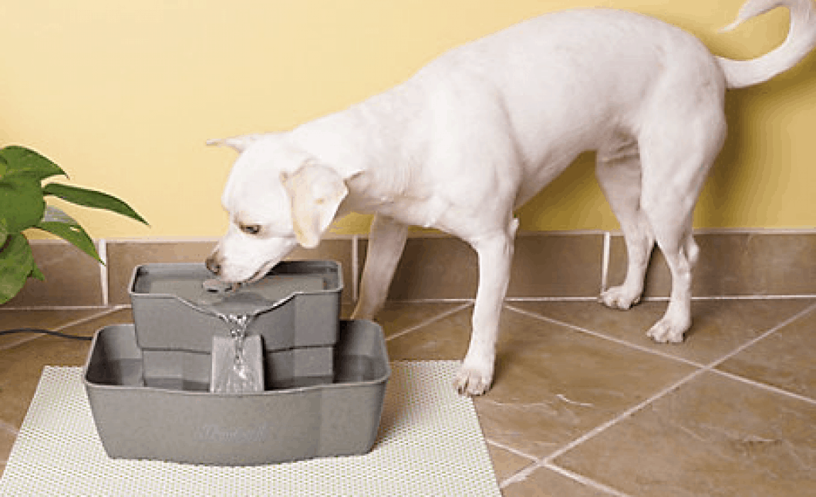 Do vets recommend pet drinking fountain?
