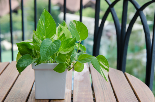 Best Low Maintenance Indoor Plants for Gardening Beginners